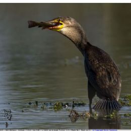 cormorano