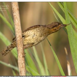 Così bevve il Torcicollo