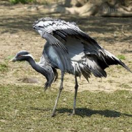 Damigella di Numibia