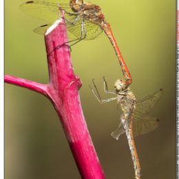 Damigelle....corteggiamenti