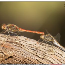 Damigelle....corteggiamenti