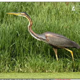 DICEMBRE_Airone rosso copia