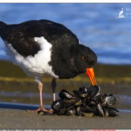 DICEMBRE_Beccaccia di mare