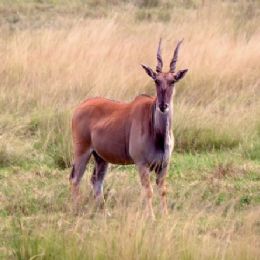 Eland