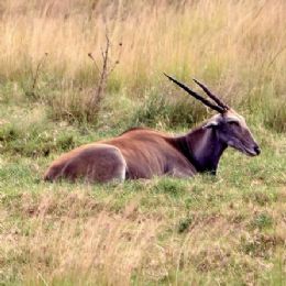 Eland