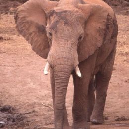 Elefante2