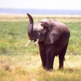 Elefante3