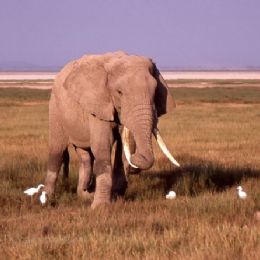 Elefante5