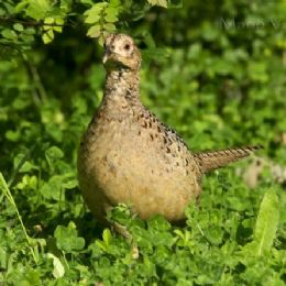 Fagiano femmina