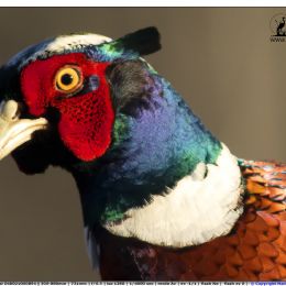 Fagiano maschio - Ritratto.