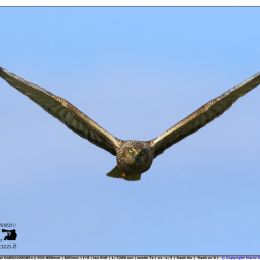 Falco di palude in caccia.