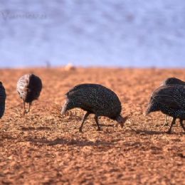 Faraone dall'elmetto