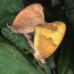 Farfalle in accoppiamento