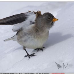 FEBBRAIO_Fringuello alpino