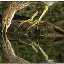 FEBBRAIO_Nitticora giovane