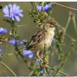 Beccamoschino nei fiori