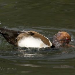 Fischione turco_bagno