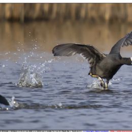 Folaga - territorialità
