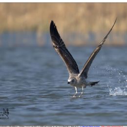 Gabbiano reale - decollo