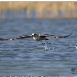 Gabbiano reale - decollo