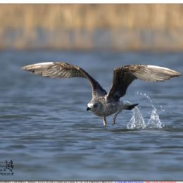 Gabbiano reale - decollo