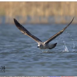 Gabbiano reale - decollo