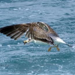 Gabbiano reale con preda
