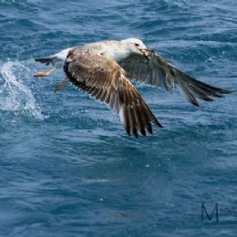 Gabbiano reale con preda