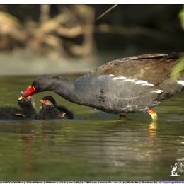 GALLINELLA - nutrire la prole