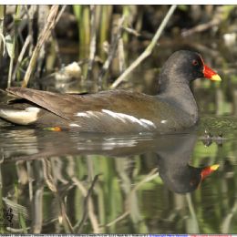 Gallinella d'acqua - riflesso