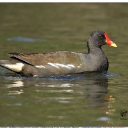 Gallinella d'acqua in navigazione