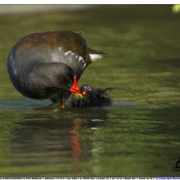 Gallinella - cure materne