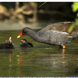 Gallinella - cure materne