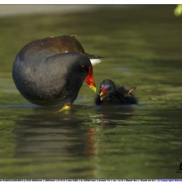 Gallinella - cure materne