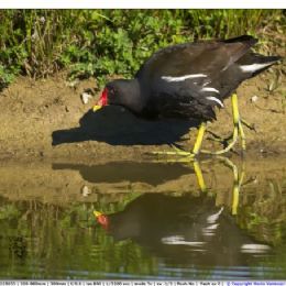 Gallinella d'acqua