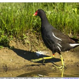 Gallinella d'acqua