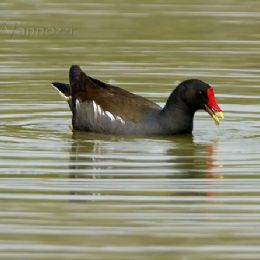 Gallinella d'acqua