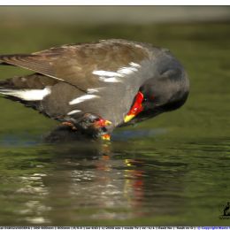 Gallinella - cure materne
