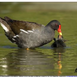 Gallinella - cure materne