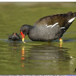 Gallinella - cure materne