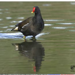 Gallinella d'acqua al pascolo