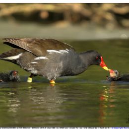 Gallinella - cure materne