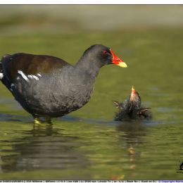 Gallinella - cure materne