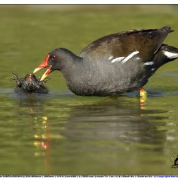 Gallinella - cure materne