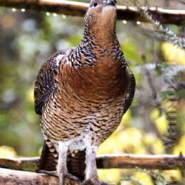 Gallo Cedrone femmina