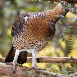 Gallo Cedrone femmina