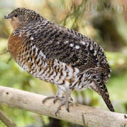 Gallo Cedrone femmina