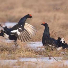 gallo_forcello_fight