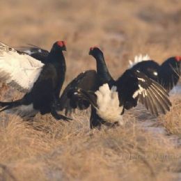 gallo_forcello_fight2