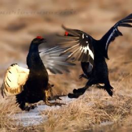 gallo_forcello_fight3